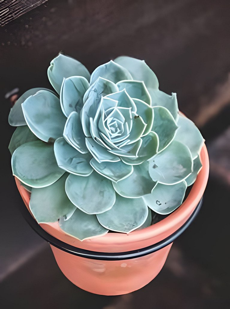 Buda da Lagoa 1, Vista al mar a 90m Praia do Rosa
