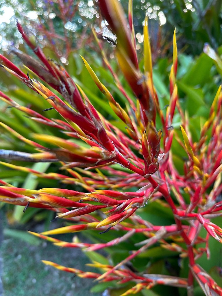 Seiva da Lagoa 1- a 70m de la Praia do Rosa
