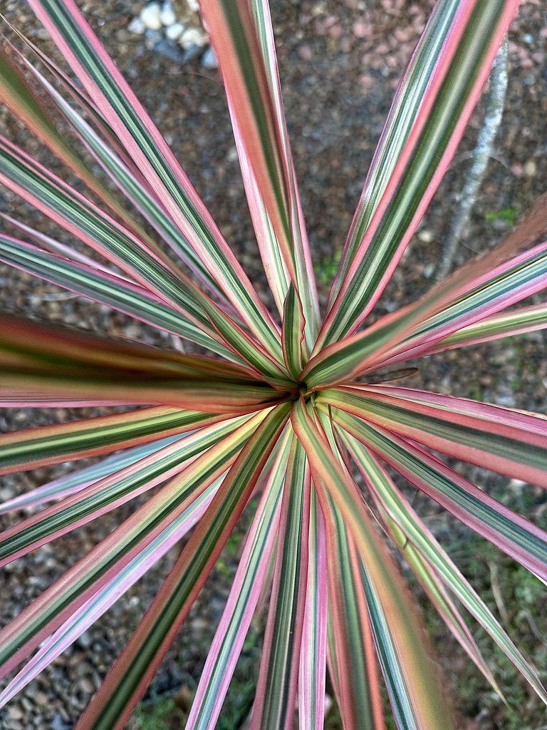 Seiva da Lagoa 1- a 70m de la Praia do Rosa